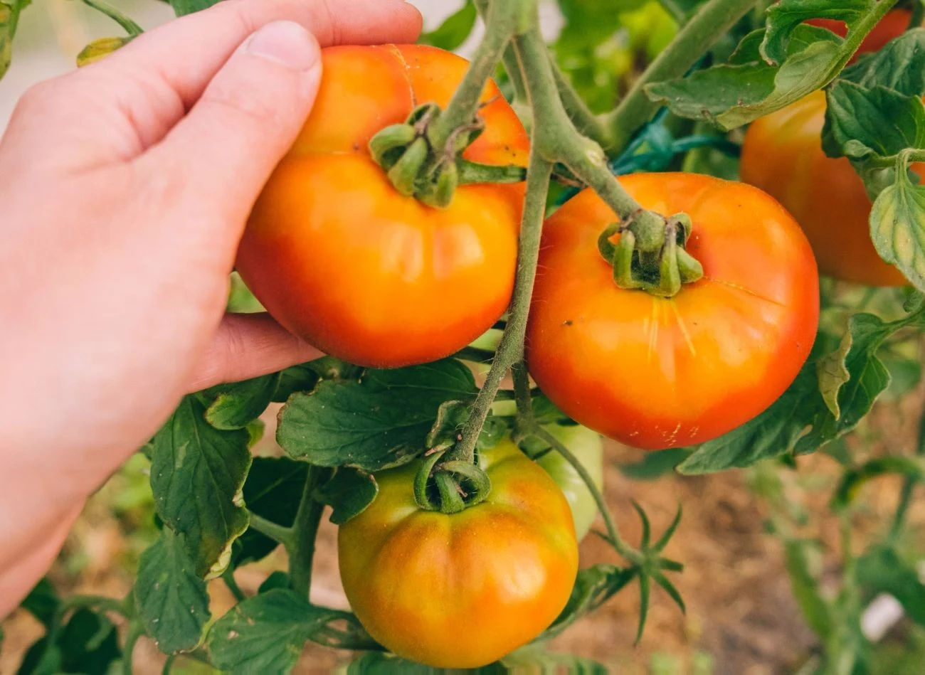Pomidorom warto zapewnić dużo przestrzeni i podlewać je tuż przy ziemi. Są wówczas mniej narażone na choroby.