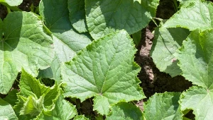 Dlaczego ogórki nie kwitną i nie zawiązują owoców?