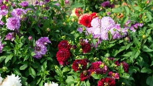 Dalie mają płytki system korzeniowy, dlatego trzeba uważać co się przy nich sadzi.