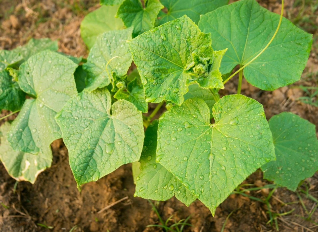 Zbyt bujne liście mogą „zagłuszyć” energię rośliny i ograniczyć rozwój kwiatów żeńskich.