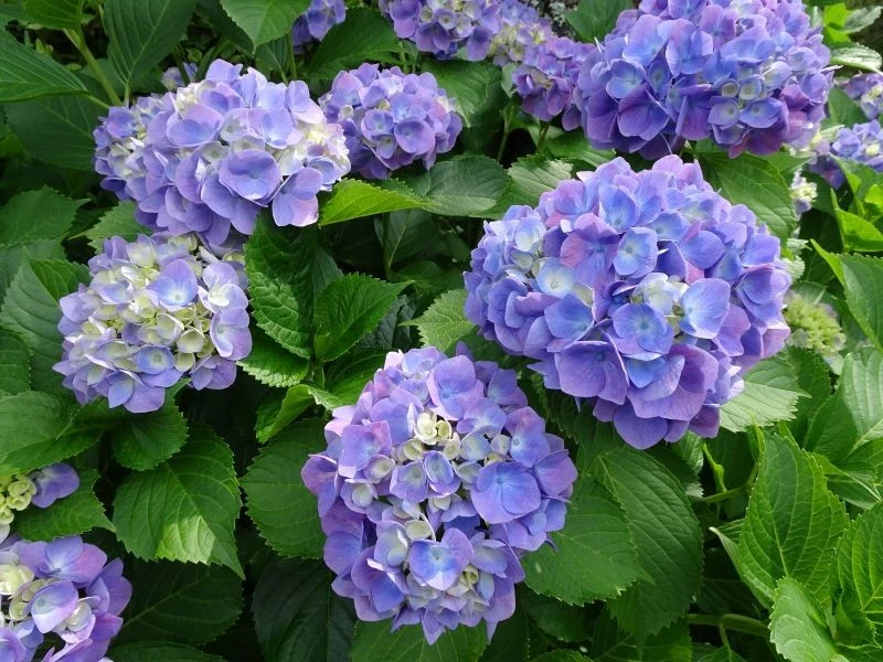 Niestety nie wszystkie hortensje są zdolne do ponownego kwitnienia w tym samym sezonie
