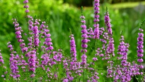 Sadzę zamiast wrzosów. Jest odporna, mało wymaga i długo kwitnie