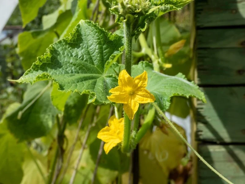Jak pobudzić ogórki do owocowania