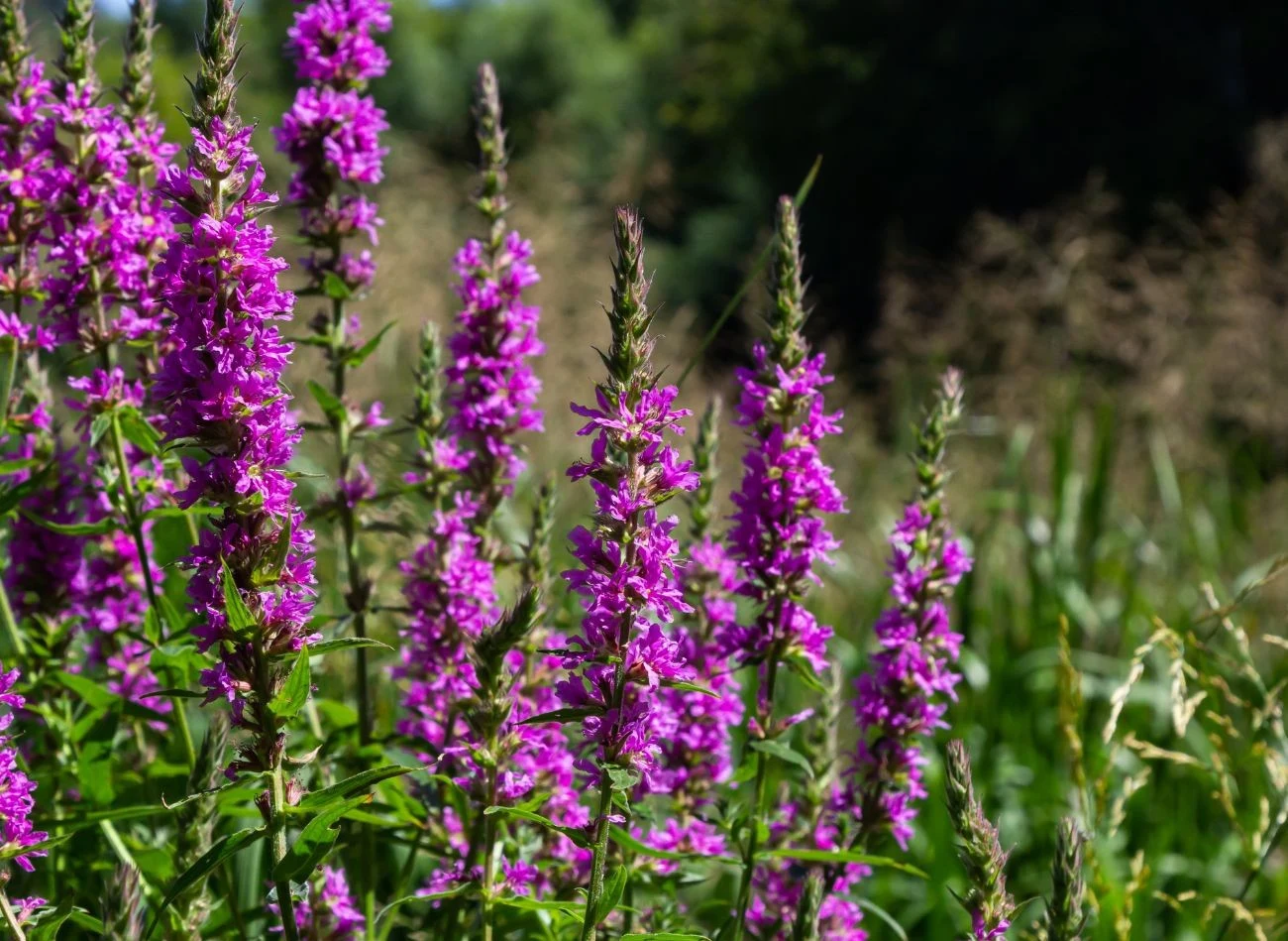 Krwawnica pospolita obficie kwitnie do jesieni - lubi słońce i jest odporna na susze.