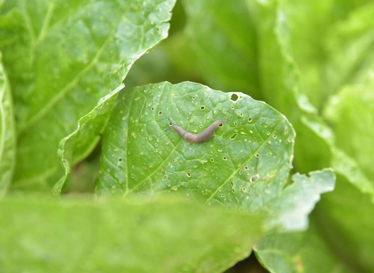 Wysypany wokół rabaty pieprz tworzy dla ślimaków barierę nie do pokonania.