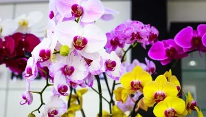 Dobry, domowy nawóz z do storczyków sprawi, że będą kwitły długo i obficie.