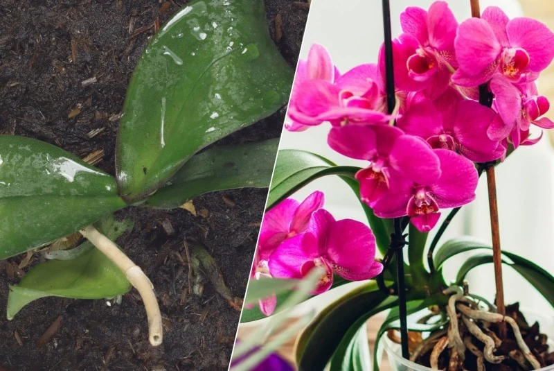 Co zrobić, żeby stroczyk oficie kwitł i nie chorował