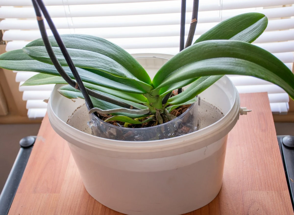 Niektórzy okresowo podlewają storczyki wodą zmieszaną z piwem