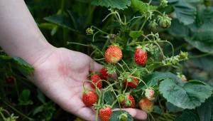 Jak chronić truskawki przed ślimakami? Jest na to sposób.