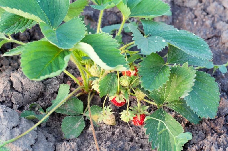 Ślimaki są szkodnikami, które często atakują truskawki