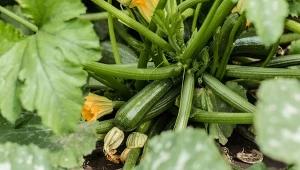 Mączniaka prawdziwego na cukinii poznamy po jasnym, mączystym nalocie na liściach.