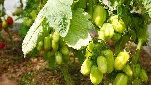 Jak chronić pomidory przed upałami? Jest na to kilka sposobów.