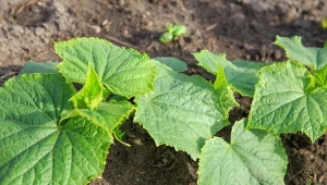 Rośliny towarzyszące sprawią, że ogórki będą dłużej i bardziej obficie owocować.