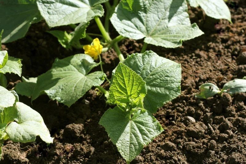 Dobre sąsiedztwo pobudzi ogórki do wzrostu