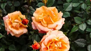 Na kwitnienie róż wpływa wiele czynników. Jak sprawić, by kwitły całe lato?