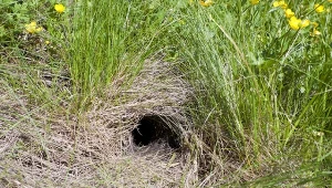 Jak pozbyć się szczurów z ogrodu?