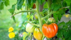 Jakie kwiaty warto sadzić przy pomidorach?