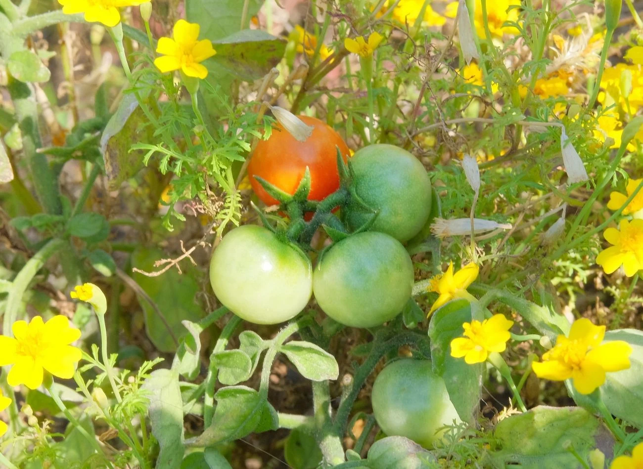Kwiaty towarzyszące uprawie pomidorów należy podlewać zgodnie z ich potrzebami i unikać przelewania.