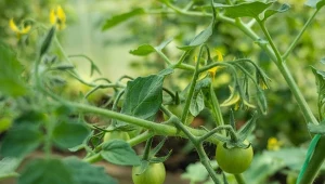 Czy sól Epsom jest dobra dla pomidorów? Jak ja wykorzystać do nawożenia i ochrony upraw.