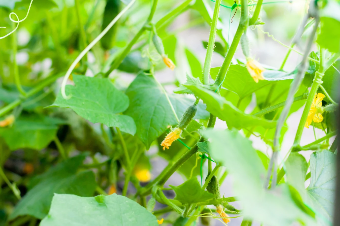 Kompost pełni rolę nie tylko izolacji, ale również pełnowartościowego nawozu do ogórków.