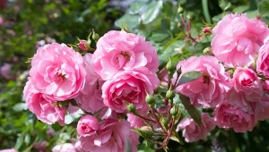 Podpowiadamy, jakie byliny warto uprawiać obok róż.