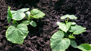 Czym pryskać ogórki przeciwko chorobom?