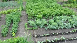 Jakie warzywa można siać w lipcu jako poplon?