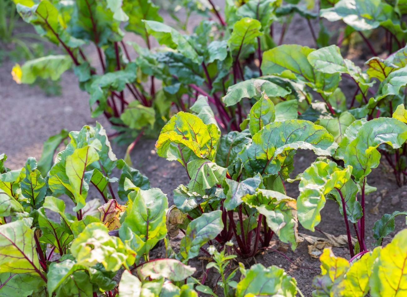Lipiec to również dobry czas na siew buraka ćwikłowego, zwłaszcza jego późniejszych odmian.