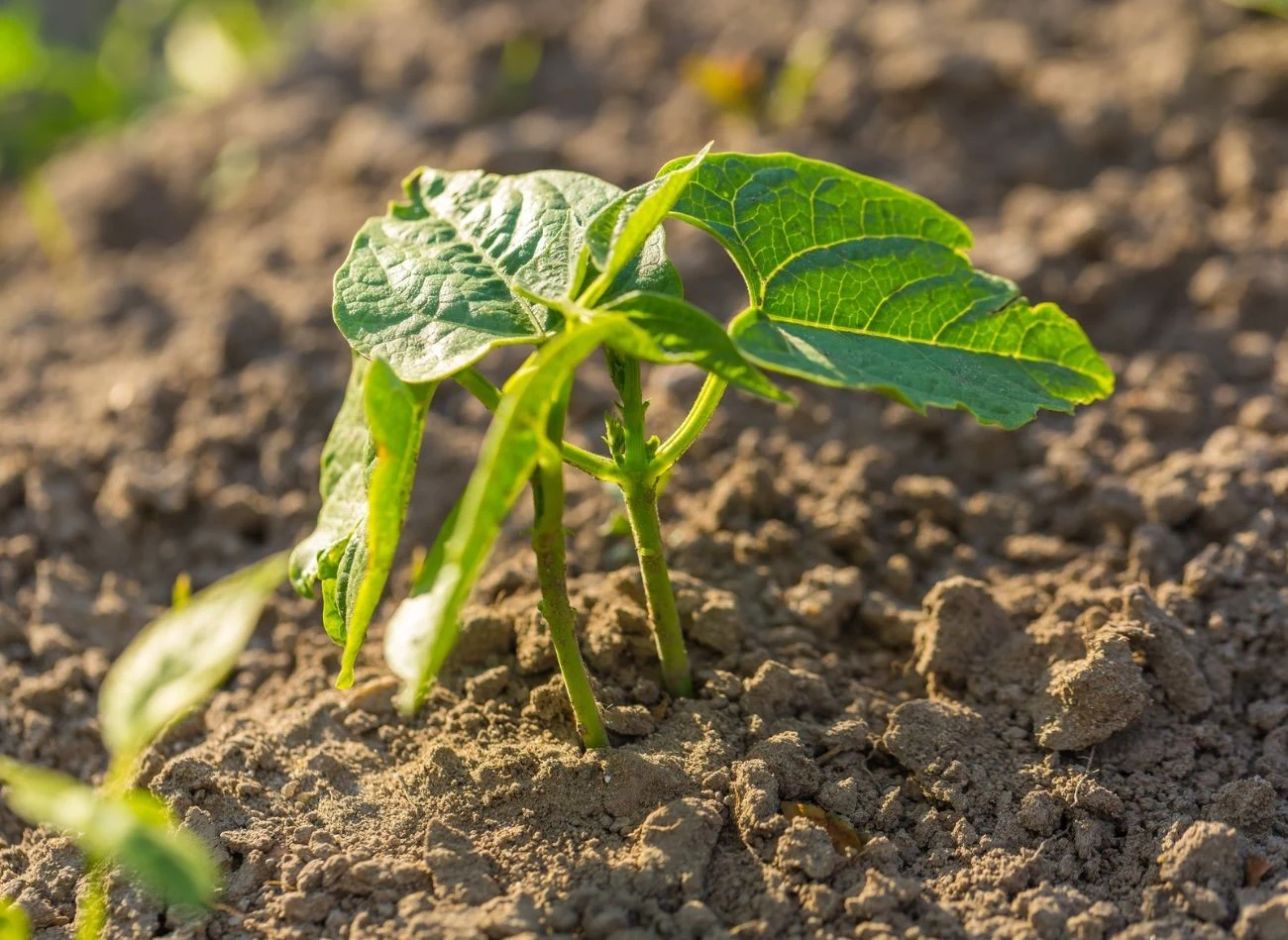 Rośliny strączkowe, wysiane jako poplon, wzbogacają glebę w azot.