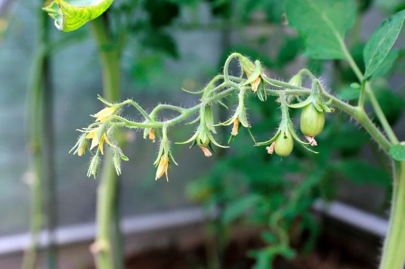 Dlaczego kwiaty pomidorów usychają i opadają