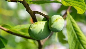 Urodlin trójłatkowy to smaczny i zdrowy owoc wywodzący się ze Stanów Zjednoczonych, który z powodzeniem można uprawiać w Polsce.