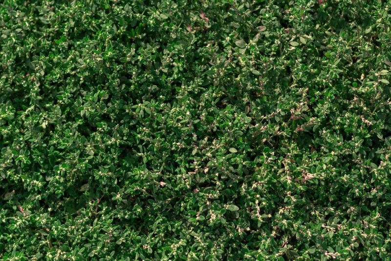 Rdest ptasi w ogrodzie traktowany jest jako inwazyjny chwast, ale ma wiele właściwości zdrowotnych, dlatego nie należy go wyrzucać po usunięciu.