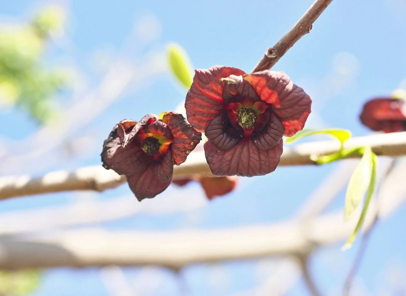 Kwiaty urodlinu w kolorze purpurowo-brązowym pojawiają się wczesną wiosną, przed rozwojem liści.
