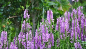 Odętka wirginijska to prosta w uprawie i niewiele wymagająca roślina.