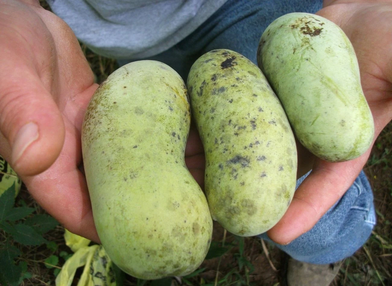 Owoce urodlinu trójłatkowego mają podłużny kształt, osiągają długość 7–15 cm.