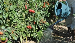 W jaki sposób i czym podlewać pomidory, żeby obficie owocowały?