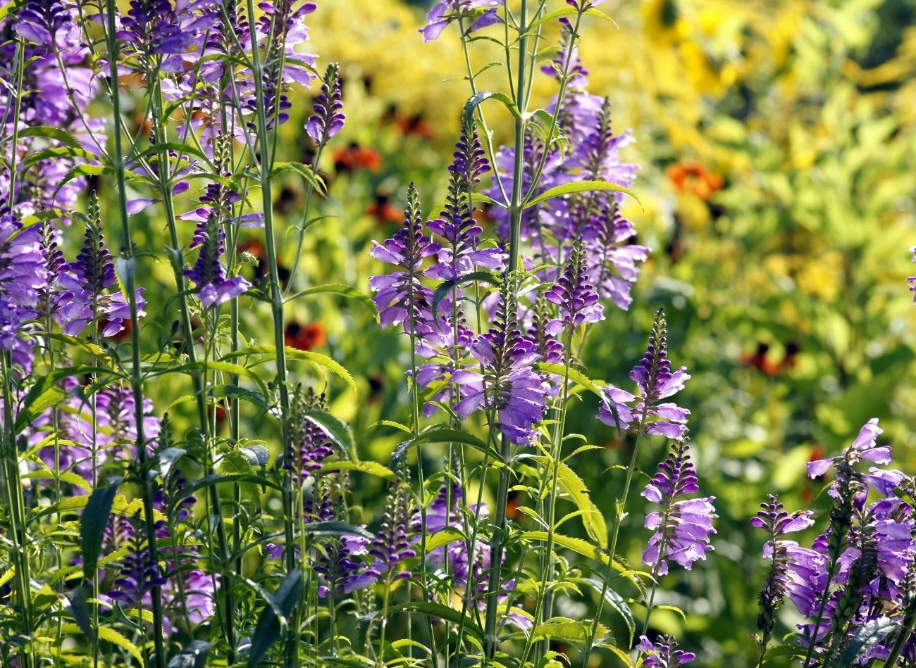Odętkę warto posadzić na rabacie w towarzystwie floksów, jeżówek czy mieczyków.
