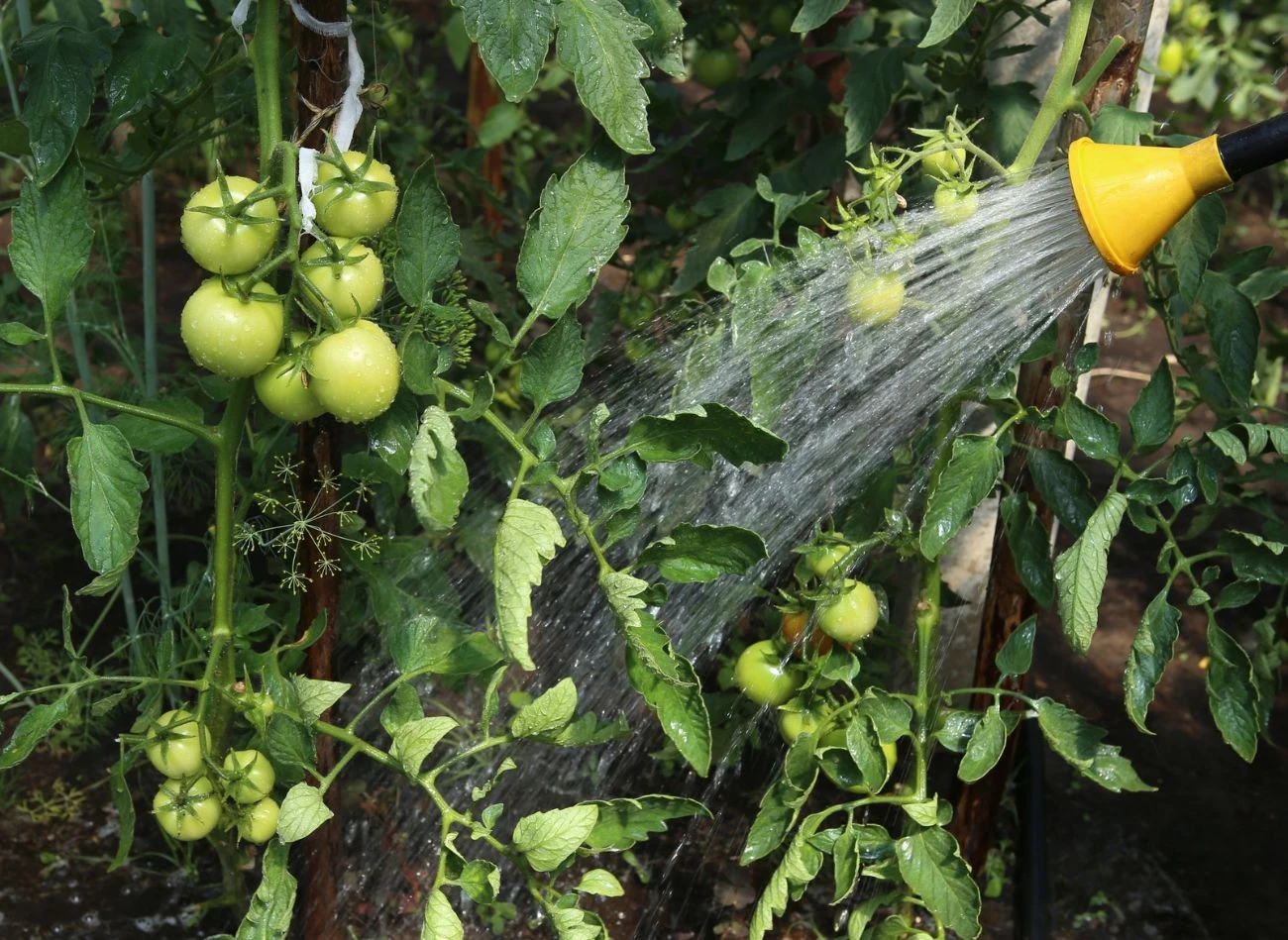 Unikaj podlewanie pomidorów po liściach