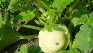 Patisony są cenione ze względu na walory smakowe oraz właściwości odżywcze.