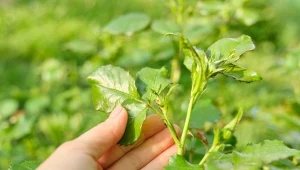 Olejek neem pomoże w walce z mszycami na różach i nie tylko.