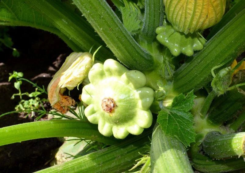 Wśród patisonów można wybrać kilka ciekawych odmian.