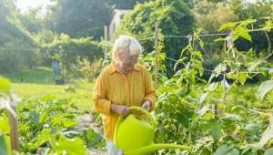 Nawóz z żywokostu uwielbiają m.in. ogórki gruntowe.
