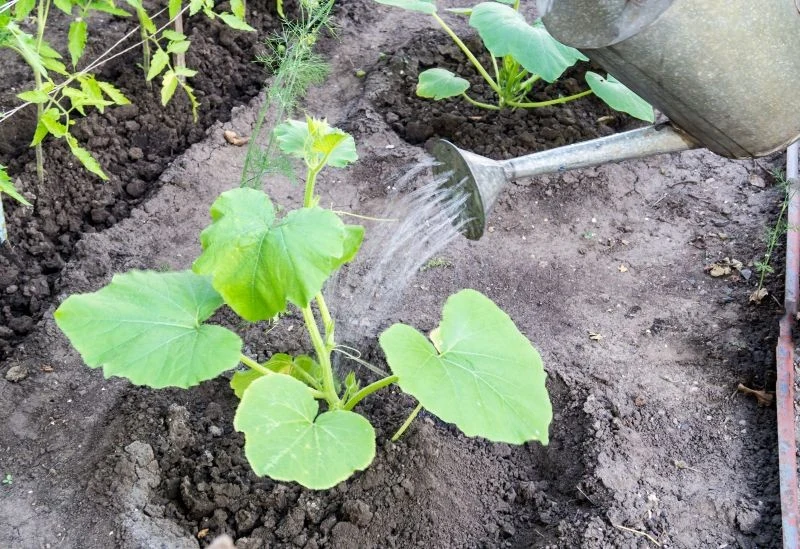 Olejek neem można stosować do podlewania roślin