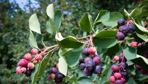 Świdośliwa Lamarcka jest łatwiejsza w uprawie od borówki amerykańskiej, a jej owoce są bardziej soczyste.