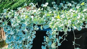 Liście dichondry srebrzystej tworzą efektowną, kaskadową zasłonę na zwisających pędach.