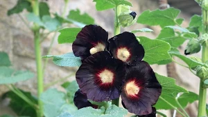 Rośliny o czciemnych kwiatach i liściach