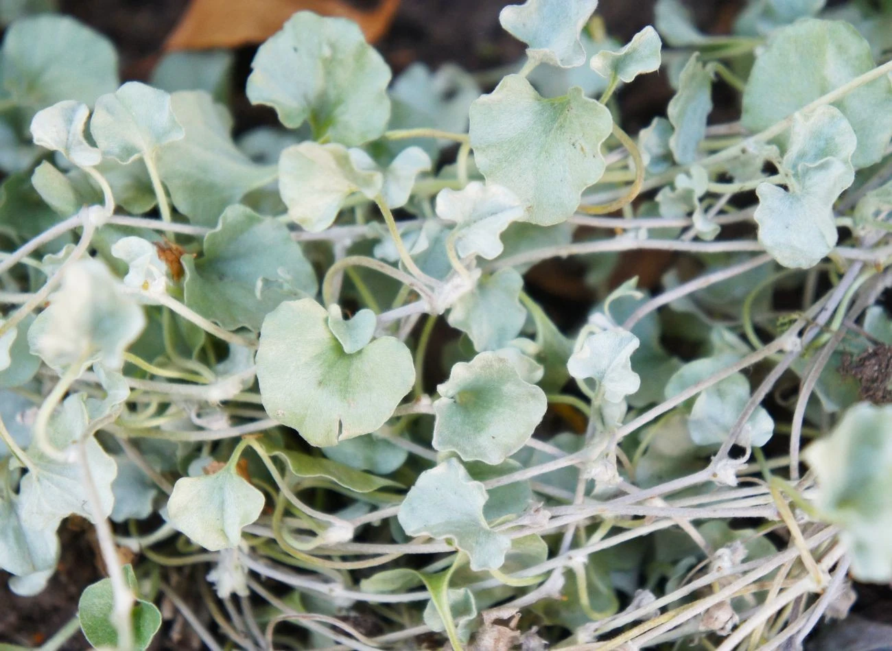 Liście dichondry 'Silver Falls' mają charakterystyczny, metalicznie srebrzysty kolor i aksamitną, miękką fakturę