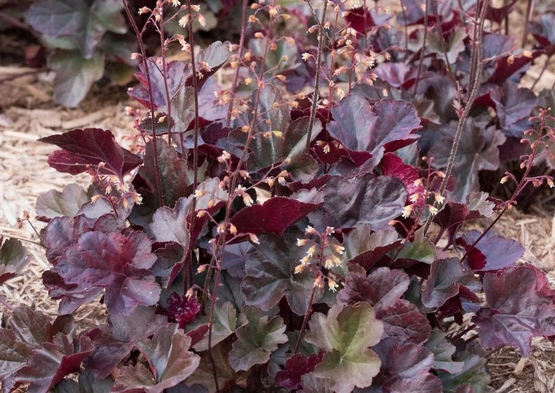 Rośliny o czarnych liściach idealnie sąsiadują z barwnymi kwiatami.