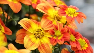 Złoty deszcz to efektowna roślina, będąca popularną ozdobą tarasów i balkonów.