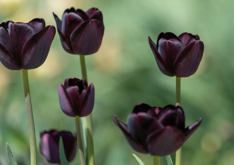 Czarny tulipan wprowadzi dużo kontrastu do ogrodu